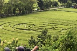 Vòng tròn bí ẩn trên cánh đồng lúa ở huyện Sleman. (Ảnh: AP)