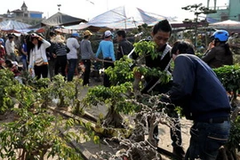 Khu chợ mua bán cây cảnh tại Chợ Viềng. (Ảnh: Thanh Hà/TTXVN)