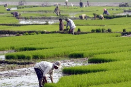 Ảnh chỉ mang tính minh họa. (Nguồn: Đình Huệ/TTXVN) 