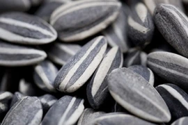 34 mẫu hạt hướng dương không phát hiện độc tố