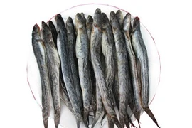 Cá kèo. (Nguồn: Internet)