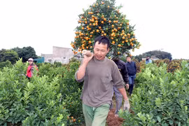Các chủ vườn quất giao hàng cho khách. (Ảnh: Nguyễn Lành/TTXVN)