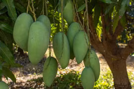 (Nguồn: abc.net.au)