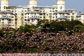 [Video] Hơn 100.000 con hồng hạc đổ bộ 'nhuộm hồng' Navi Mumbai