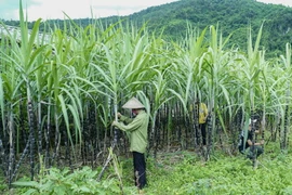 Điều tra chống bán phá giá với đường mía nhập khẩu từ Thái Lan