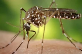 Ảnh minh họa. (Nguồn: news784)