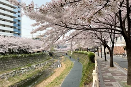 Ngắm hoa anh đào đua nhau khoe sắc tại Xứ sở Kim Chi qua ảnh