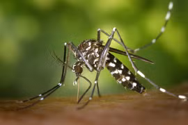 (Nguồn: nst.com.my)