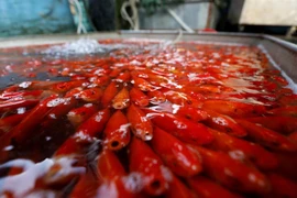 (Ảnh: Thành Đạt/TTXVN)