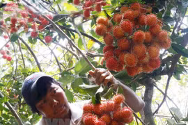 Lễ công bố Xuất khẩu chôm chôm của Việt Nam sang New Zealand, ngày 10/4. (Ảnh: PV/vietnam+)