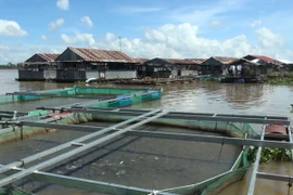 (Ảnh minh họa: Chương Đài/TTXVN)
