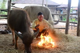 Người dân đốt lửa sưởi ấm cho gia súc. (Ảnh: Xuân Tư/TTXVN)