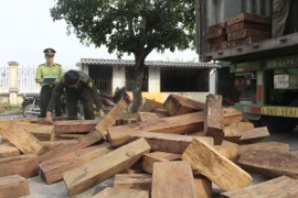Kiểm đếm số gỗ lậu trên xe container. (Ảnh: Trịnh Duy Hưng/Vietnam+)