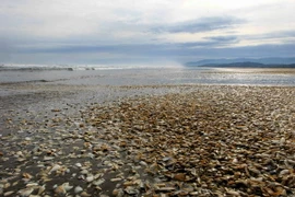 Hàng nghìn con trai chết dạt vào bờ biển Chiloe, cách Santiago (Chile) 1000.km về phía Nam. (Nguồn: AFP/TTXVN)