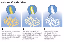 [Infographics] Rạn san hô lớn nhất thế giới đang chết dần