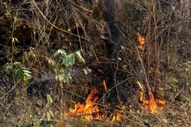 Cháy rừng keo giáp ranh với khu rừng quốc gia Yên Tử ngày 22/12. (Ảnh: Trung Nguyên/TTXVN)