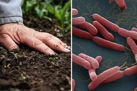 Xử phạt đối tượng tung tin đồn thất thiệt về vi khuẩn Whitmore