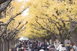 Những hàng cây bạch quả tại khu Aoyama, quận Shibuya, thủ đô Tokyo là điểm quen thuộc ngắm lá vàng của người dân thủ đô và du khách. (Ảnh: Thành Hữu/Vietnam+)