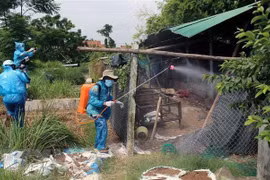 Tiêu độc khử trùng trại gà bị chết do bệnh dịch H5N6. (Ảnh minh họa. Nguồn: TTXVN)