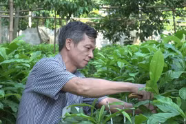 Ươm cây dổi giống. (Ảnh: Thanh Hải/TTXVN)