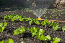 Ảnh minh họa. (Nguồn: Bigfriendlyread)