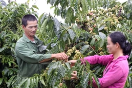 Càphê Robusta tăng mạnh nhất trong 29 tháng qua