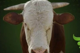 Bò thông thái Max dự đoán đội tuyển Anh sẽ nhất bảng D