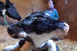 Con bê sinh ra có hai đầu vẫn khỏe mạnh ở Maroc