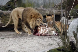 "Việc giết hươu cao cổ phù hợp với văn hóa Đan Mạch"