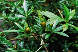 Khánh Hòa: Tìm thấy ba loài thực vật mới tại Hòn Bà