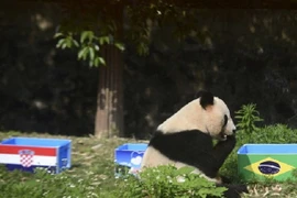 Bi kịch cổ động viên Trung Quốc đột tử vì thức đêm xem World Cup