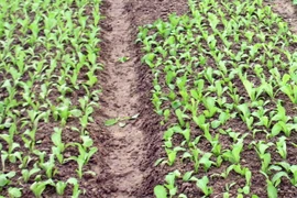 (Ảnh minh họa: Tá Chuyên/TTXVN)