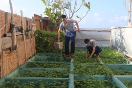 Chiến sỹ đảo Đá Lớn, quần đảo Trường Sa chăm sóc vườn rau xanh trên đảo. (Ảnh: Nguyễn Văn Nhật/TTXVN)