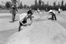 Do thực hiện khoán sản phẩm, tích cực thâm canh, HTX Hải Thanh, huyện Hải Hậu (Hà Nam Ninh) đạt năng suất lúa mùa 2 tấn/ha, đưa năng suất 2 vụ lúa lên 11 tấn, vượt sản lượng khoán 1320 tấn thóc. Cuối năm 1983, liên tục 3 năm, HTX Hải Thanh đạt năng suất t