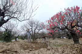 (Ảnh minh họa: An Đăng/TTXVN)