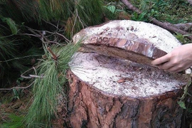 Một cây thông bị cưa trộm. (Ảnh: Phạm Cường/TTXVN)