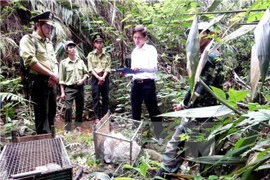 Ảnh minh họa. (Nguồn: TTXVN)