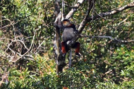 Voọc chà vá. (Ảnh minh họa: Đỗ Trưởng/TTXVN)