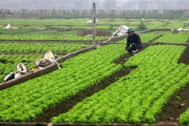 (Ảnh minh họa: Thế Duyệt/TTXVN)