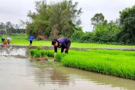 Nông dân Nghệ An cấy lúa vụ Đông Xuân. (Ảnh minh họa: Văn Tý/TTXVN)