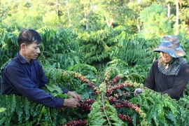 Thu hái càphê ở huyện Krông Pắk, Đắk Lắk. (Ảnh: Dương Giang/TTXVN)
