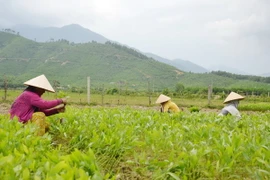 (Ảnh minh họa: Đoàn Văn Nhiều/TTXVN)