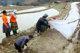 Che phủ nilon chống rét cho mạ. (Ảnh: Thế Duyệt/TTXVN)