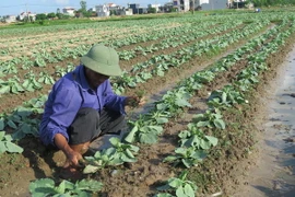 (Ảnh minh họa: Mạnh Minh/TTXVN)