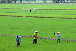 Chăm sóc lúa ở huyện Giồng Riềng, Kiên Giang. (Ảnh: Lê Huy Hải/TTXVN)