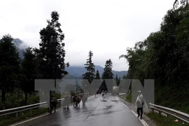 Trâu của các hộ dân huyện Sa Pa đã được di chuyển về địa phận xã Cốc San để tránh rét. (Ảnh Hương Thu/TTXVN)