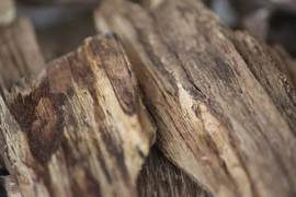 Một người Việt bị bắt ở Thái Lan vì khai thác trầm hương trái phép 