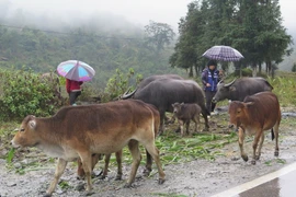 Người dân Sa Pa lùa trâu xuống vùng thấp tránh rét. (Ảnh: Hương Thu/TTXVN)