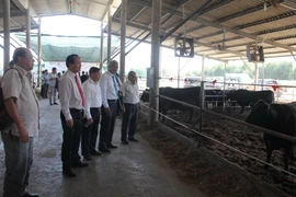 Chăn nuôi bò Waguy theo quy trình và công nghệ Nhật Bản. (Ảnh: Bùi Giang/TTXVN)