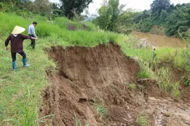 Nhiều diện tích đất canh tác bị sạt lở xuống sông Đồng Nai do khai thác cát. (Ảnh: Nguyễn Dũng/TTXVN)